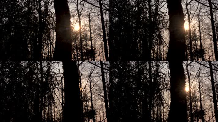 4K日落光芒逆光拍摄树林 