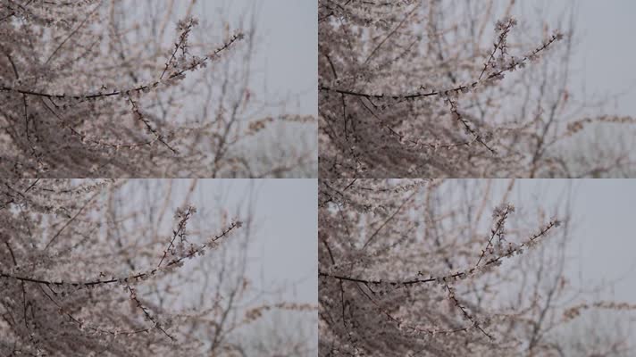 春天在微风中盛开的桃花