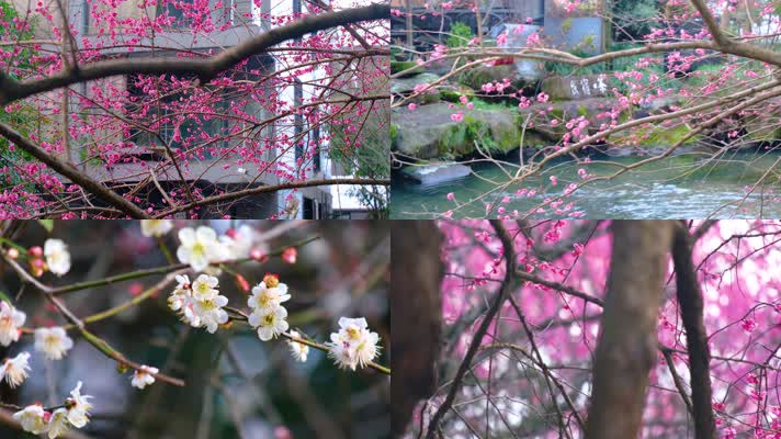 植物园公园梅花花朵开花春天风景90