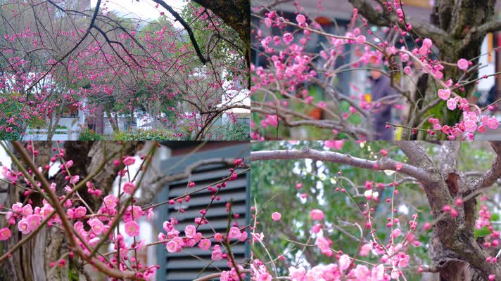 植物园公园梅花花朵开花春天风景90