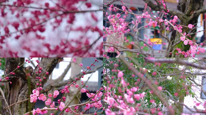杭州植物园公园梅花花朵开花春天风景