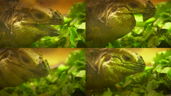 一只蜥蜴在吃蔬菜慢动作