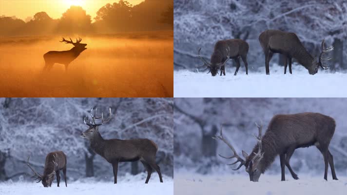 冬季清晨野生麋鹿鸣叫觅食唯美