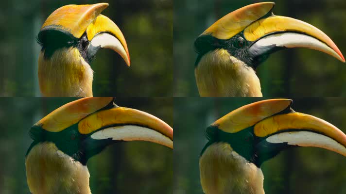 热带雨林里的巨嘴鸟4K