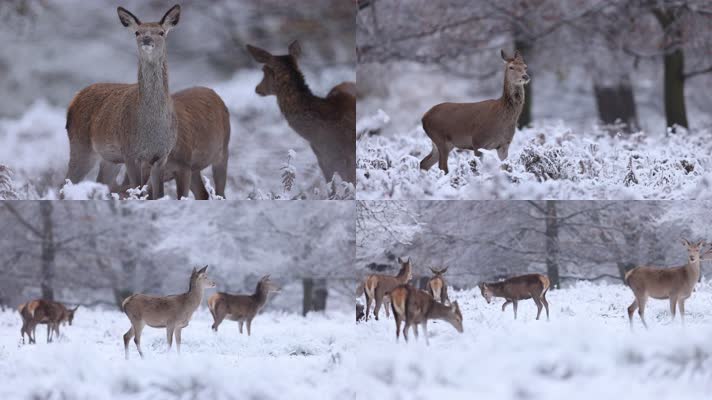 冬季森林大雪野生鹿群觅食