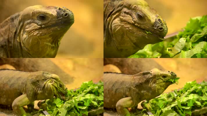 动物园里一只蜥蜴在吃蔬菜4K