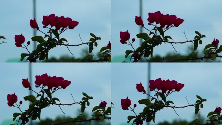 孤独的小红花