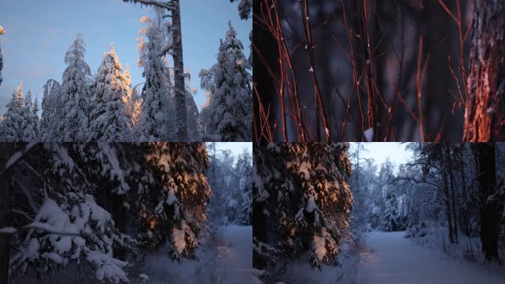 冬季森林傍晚夕阳植物积雪