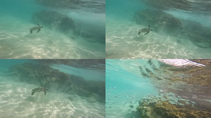 夏季浮潜海洋生物海龟鱼群