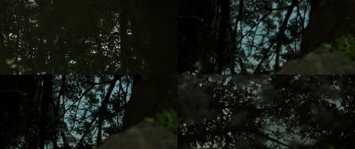 森林池塘水坑树叶光斑倒影合集
