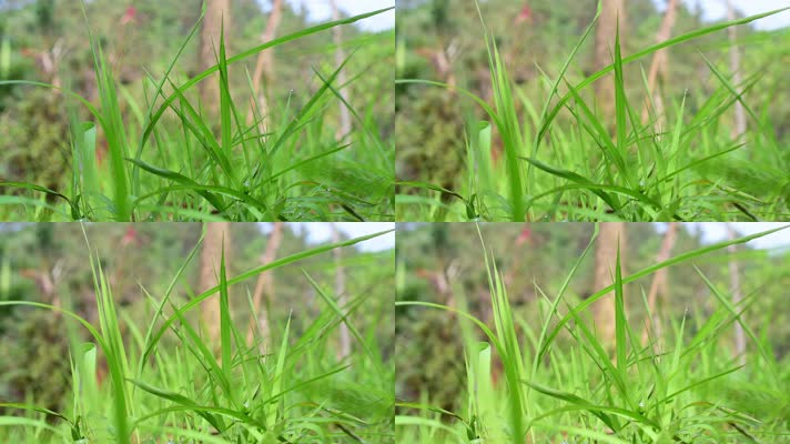 绿叶草地 空镜头