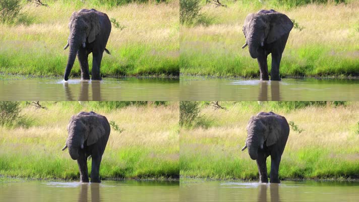 4K高清野生动物大象喝水