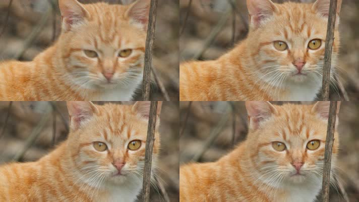 一只橘猫4K实拍