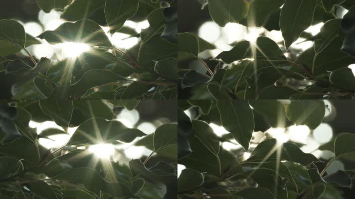树叶星芒逆光慢镜头升格