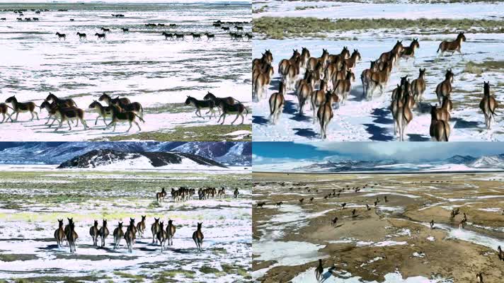 西藏野生动物藏野驴