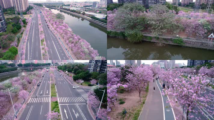 阳春三月夕阳下唯美紫荆花公路航拍4K视频