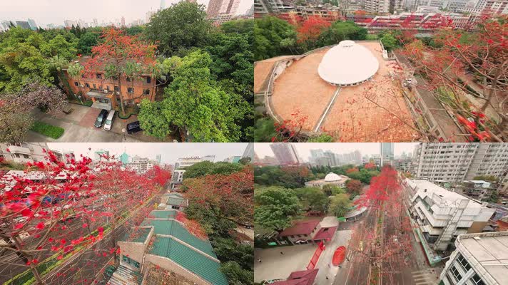 春日最美红色木棉花百年古树穿越拍摄4K视频