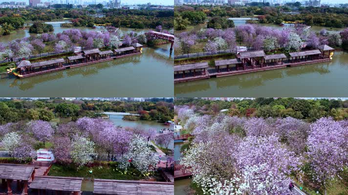  阳春三月紫荆花长廊盛开航拍4K视频