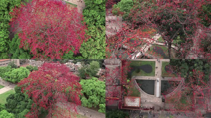 春日最美红色木棉花百年古树航拍4K视频