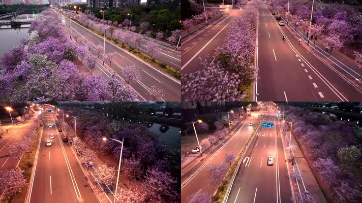 春日夕阳下紫荆花最美公路夜景航拍4K视频