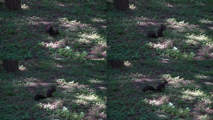 0081松鼠吃松子吃树叶公园绿地自然跑跳