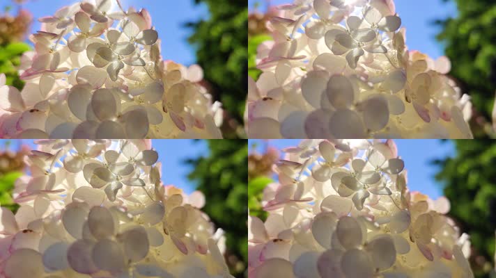 0088一大簇桃花花瓣在阳光下晃动自然植