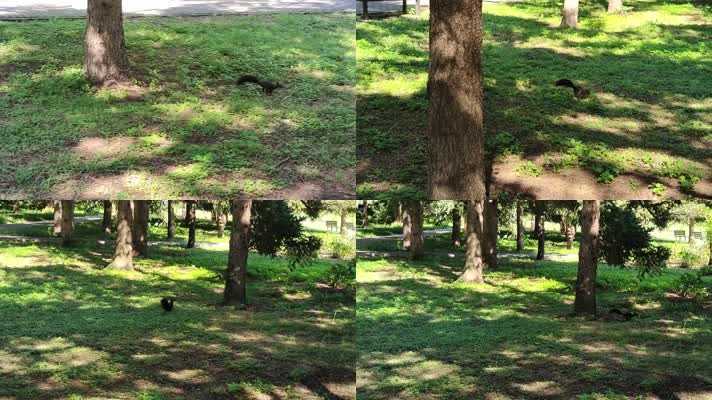 0087松鼠在草地上奔跑跳跃大自然小动物