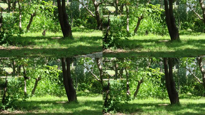 0085松鼠爬树奔跑跳跃公园草地喜鹊自然