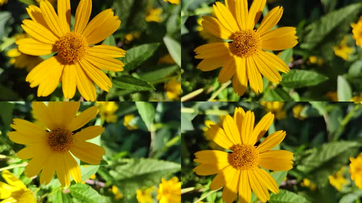 0089日光菊黄色雏菊花瓣在阳光下自然植