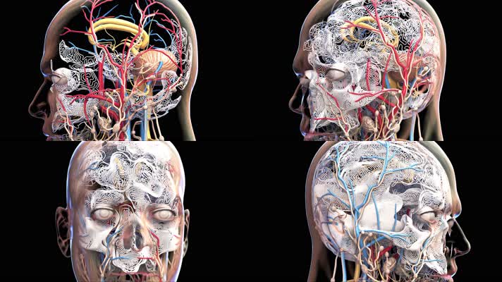 3D人脑结构旋转