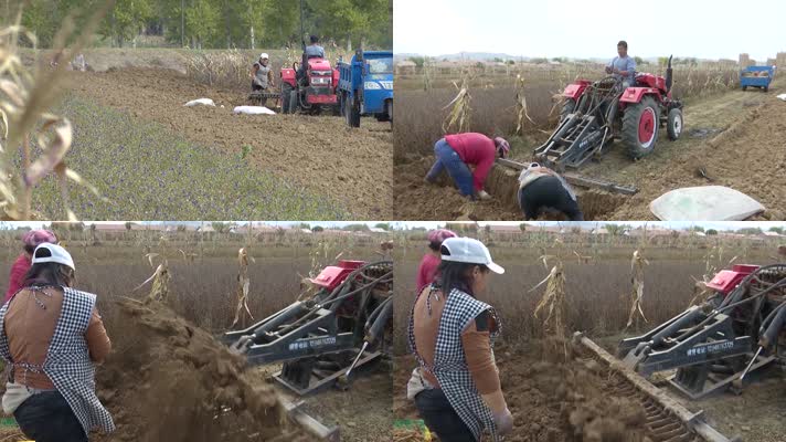 农民药农用机械收割挖掘药材中药材种植基地