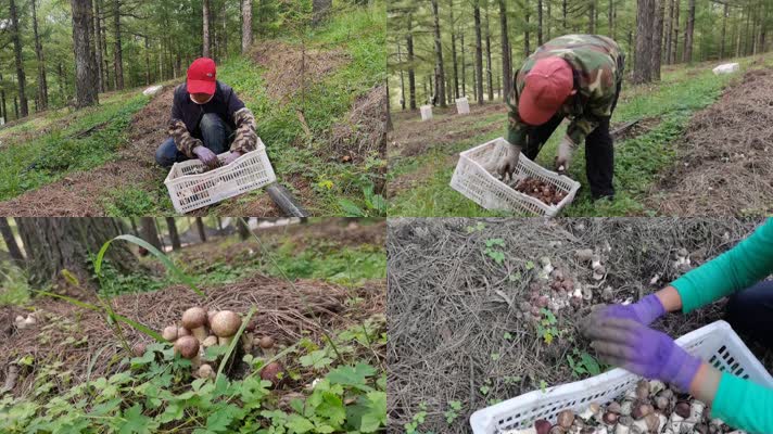 农民在树林里捡蘑菇香菇林下经济