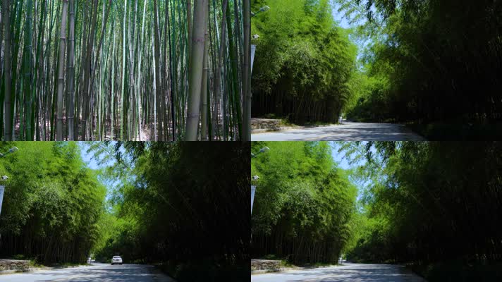 4K唯美竹林节节高竹林道路风景