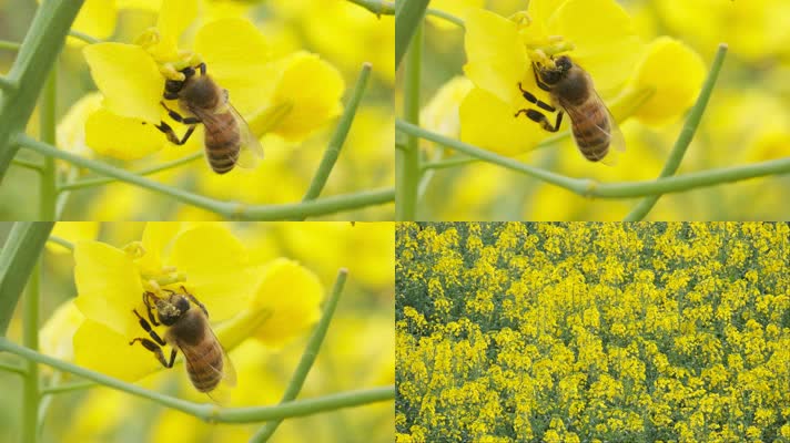蜜蜂油菜花实拍镜头