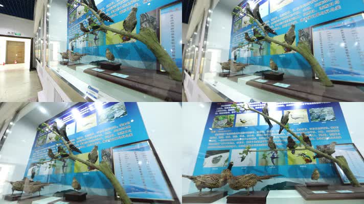 h大连蛇岛自然博物馆鸟类模型