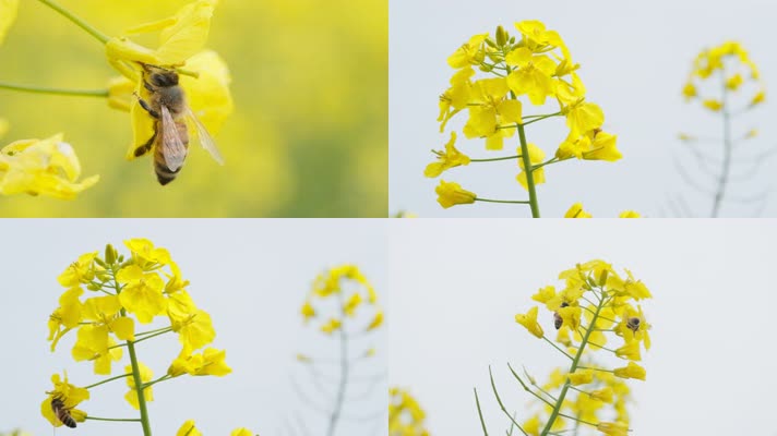蜜蜂采蜜油菜花实拍镜头
