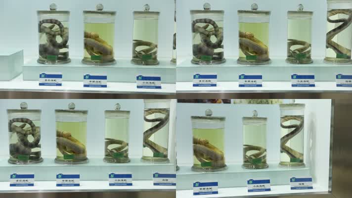 h大连蛇岛自然博物馆内蛇标本