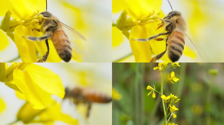 油菜花蜜蜂采蜜实拍镜头