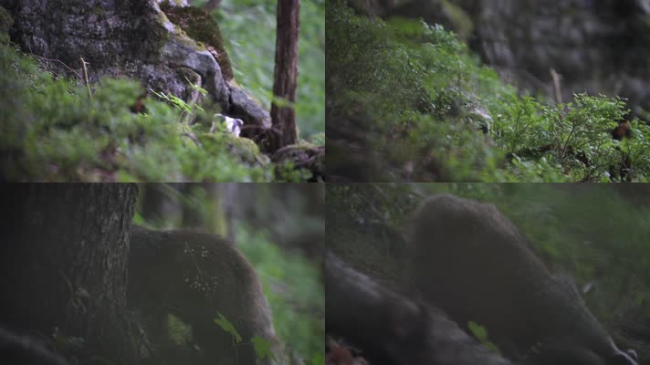 野生獾森林觅食