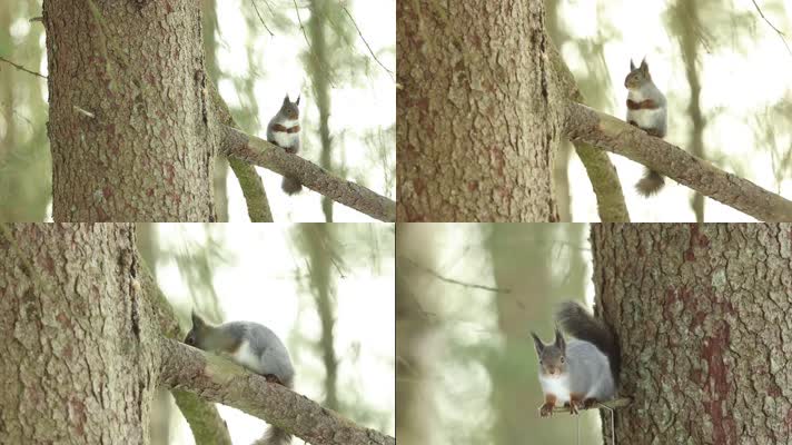 松鼠森林树上玩耍觅食
