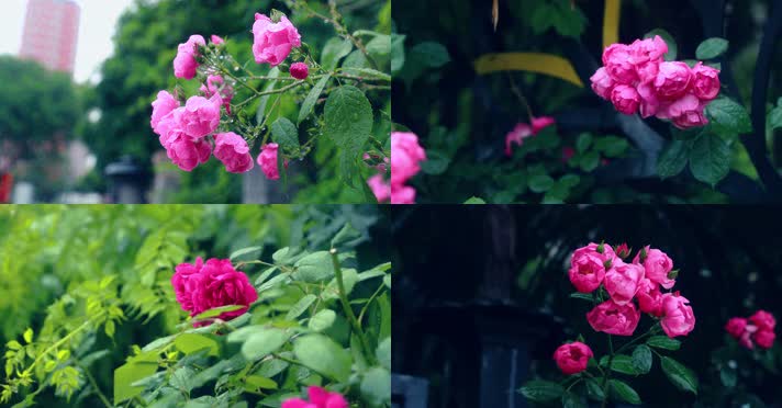 4K唯美玫瑰花雨中月季花鲜花盛开