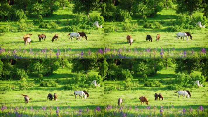 阳光牧场草原马匹吃草明媚夏季