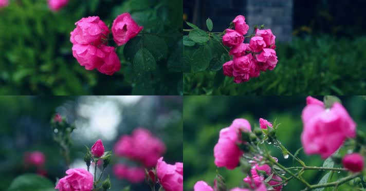 4K唯美娇艳雨中玫瑰花月季花盛开
