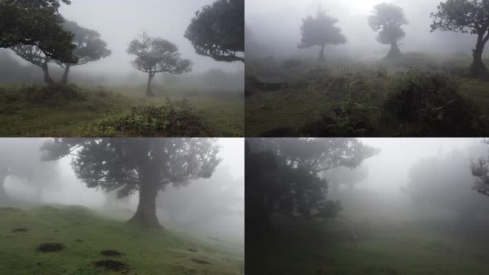 森林浓雾迷雾神秘氛围航拍