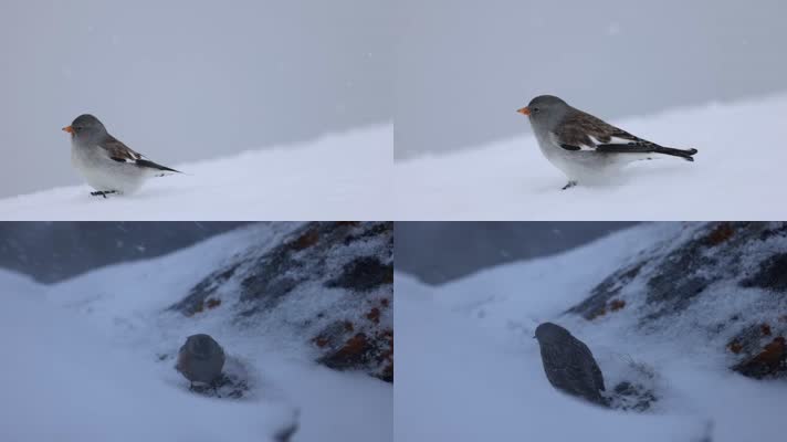 冬季大雪小鸟风雪中觅食