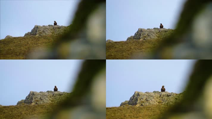 雄鹰在山顶岩石上瞭望寻找猎物