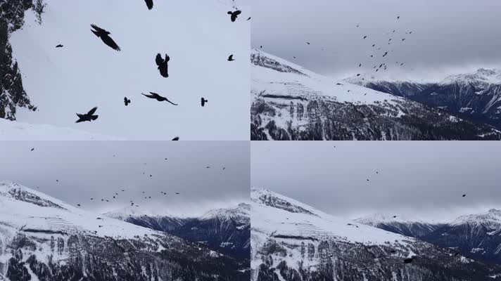 黑色鸟群高原雪山飞行盘旋