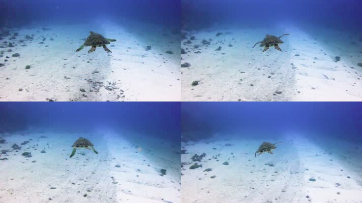 海底世界深海大海龟实拍
