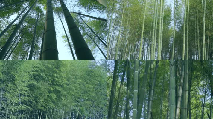 唯美绿色光影竹林高清背景视频
