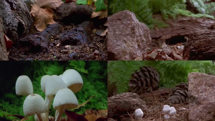 神奇的菌菇蘑菇生长植物生长延时拍摄